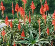 Aloe Vera Flower Images