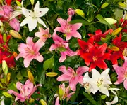 Asiatic Lily flower images