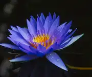 Blue water lily images