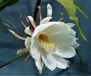 BrahmaKamal flower images