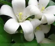 Murraya flower images