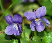 Sweet Violet flower images