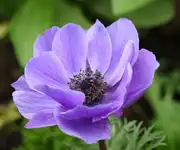 anemone flower images