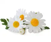 chamomile flower images