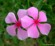 periwinkle flower images