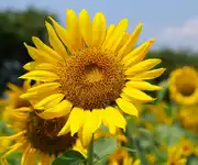 sunflower flower images