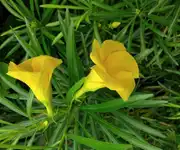yellow oleander flower images