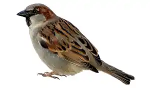 Birds Name in Hindi and English